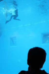 dolphin show from below