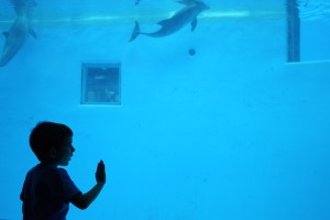 underwater viewing, Brookfield Zoo